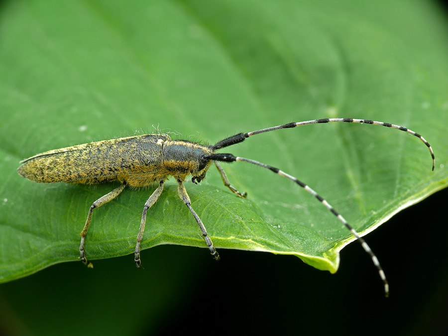 Mustache - agapantiya Agapanthia villosoviridescens