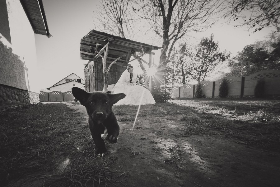 Der Hund, der Sonne und die Braut