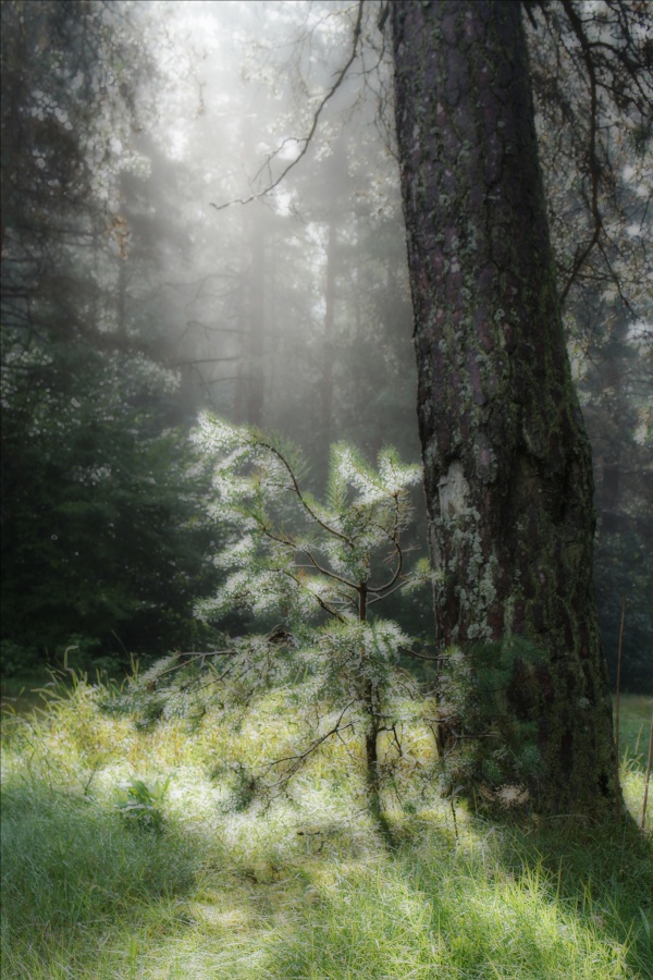 In der "Schatten" ihrer älteren Schwester