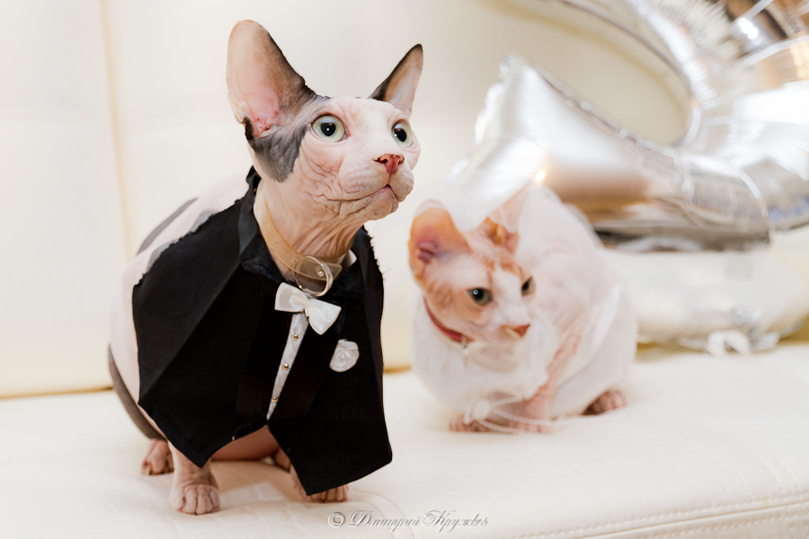 Cat Hochzeit!