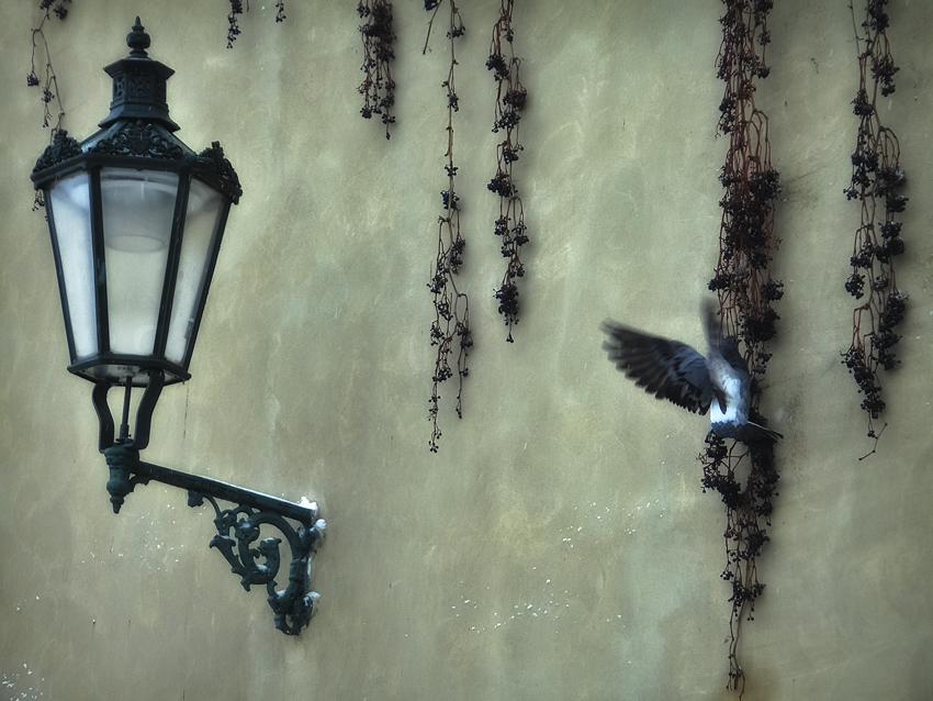 Des Lebens in Prag Tauben