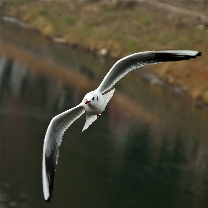 In der Schwerelosigkeit der Liebe zu Ihnen zu fliegen ...