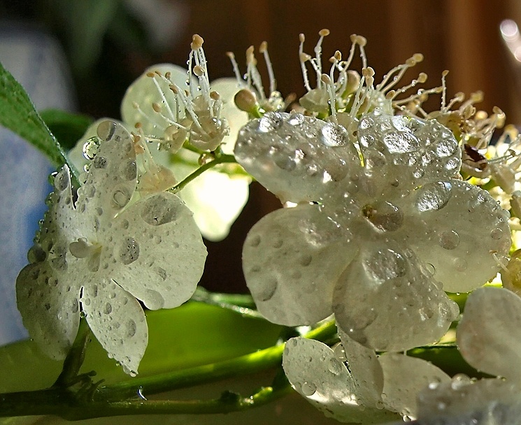 Tröpfchen des Sommers ...