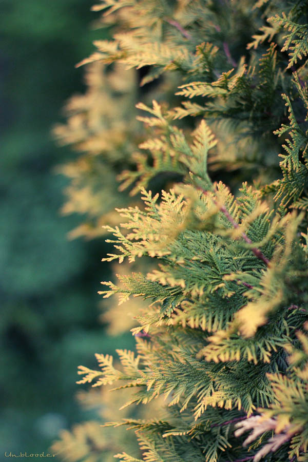 Grüne Fichte, gelbe Getränk