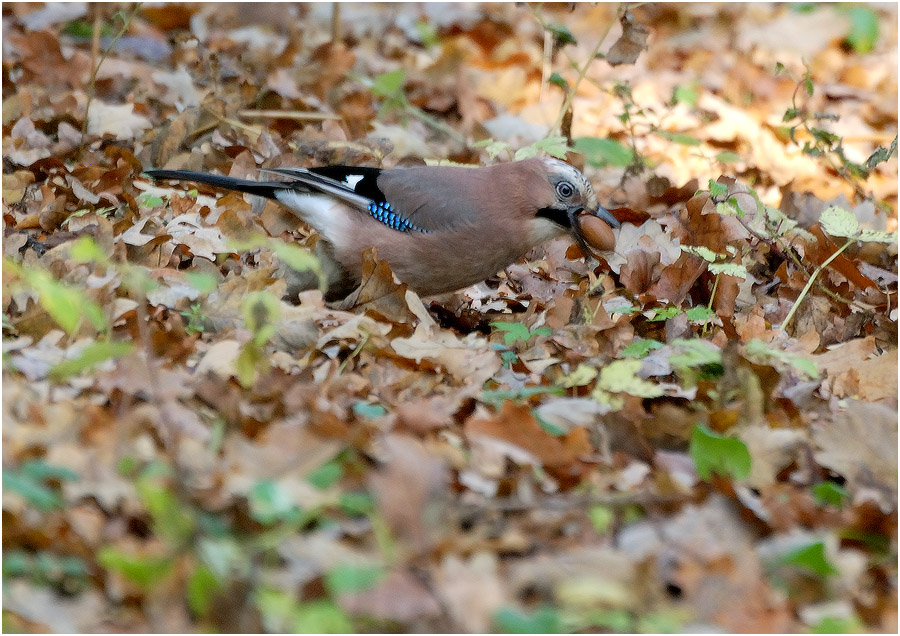 Gefunden und werde nicht aufgeben!