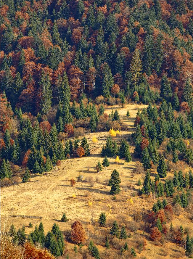 ... Raznotsvete Wald ...