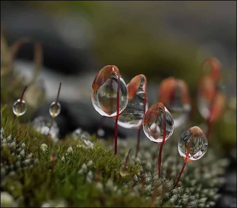 The Untouchables ...