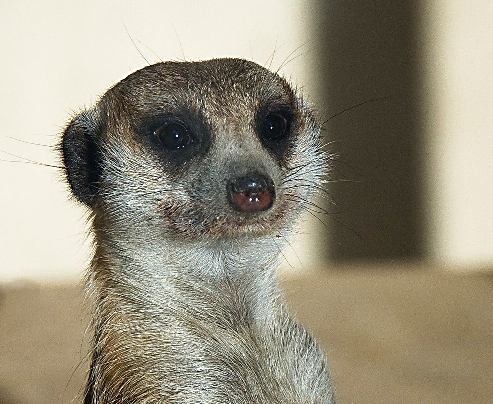 Portrait of a Mungo.