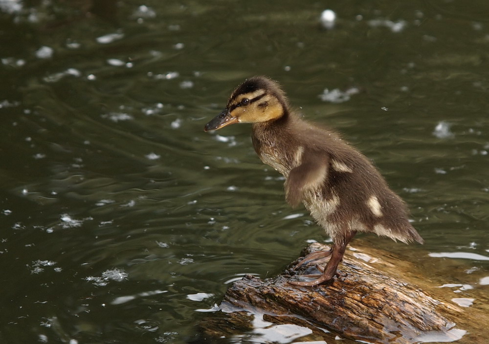 Die ersten Lektionen im Schwimmen