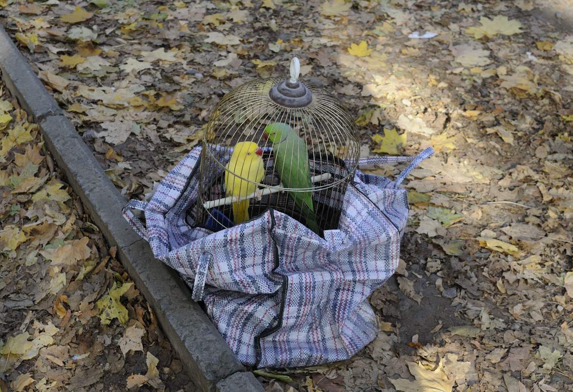 Rückkehr des verlorenen Parrot