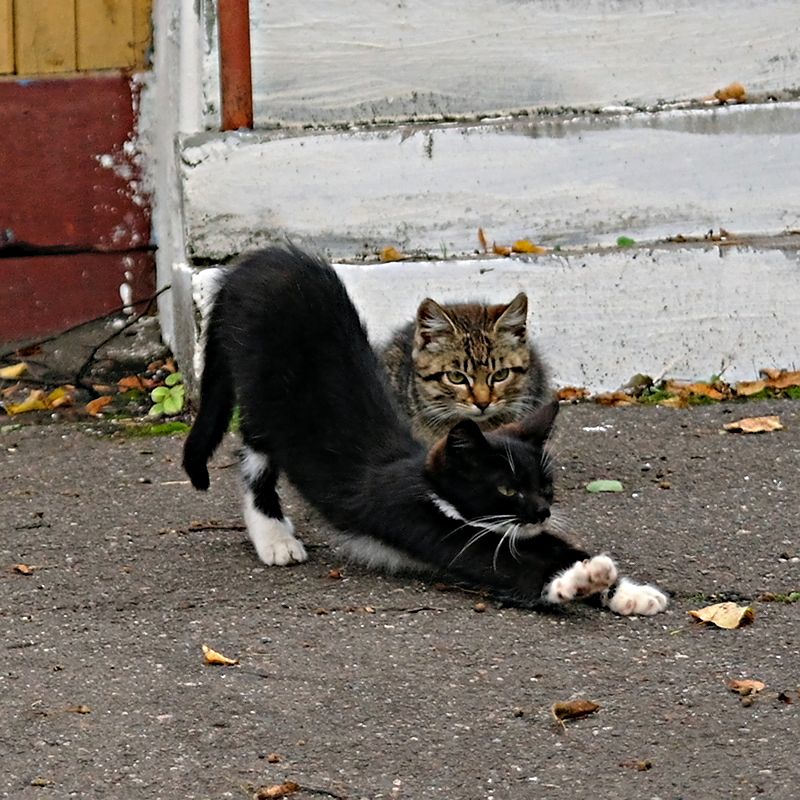 Tu, was ich zu tun ...