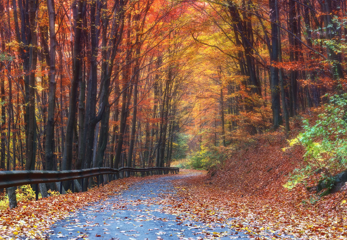 .........Magic forest.........