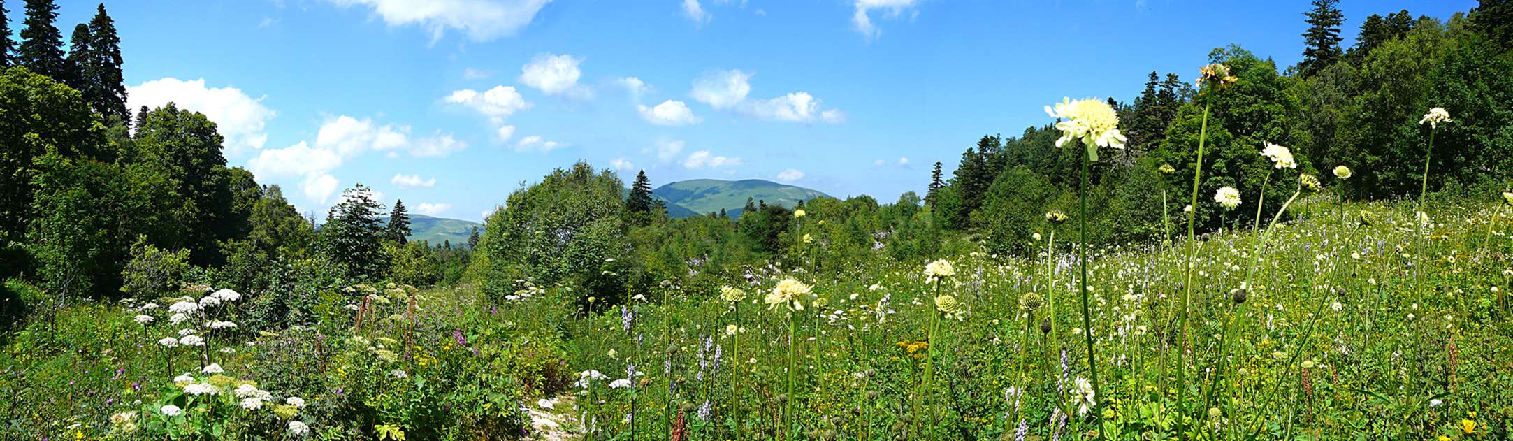 Hier beginnt die Wiesen