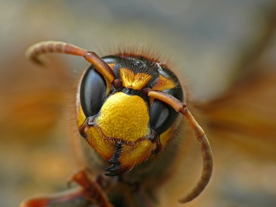 Hornisse Vespa crabro