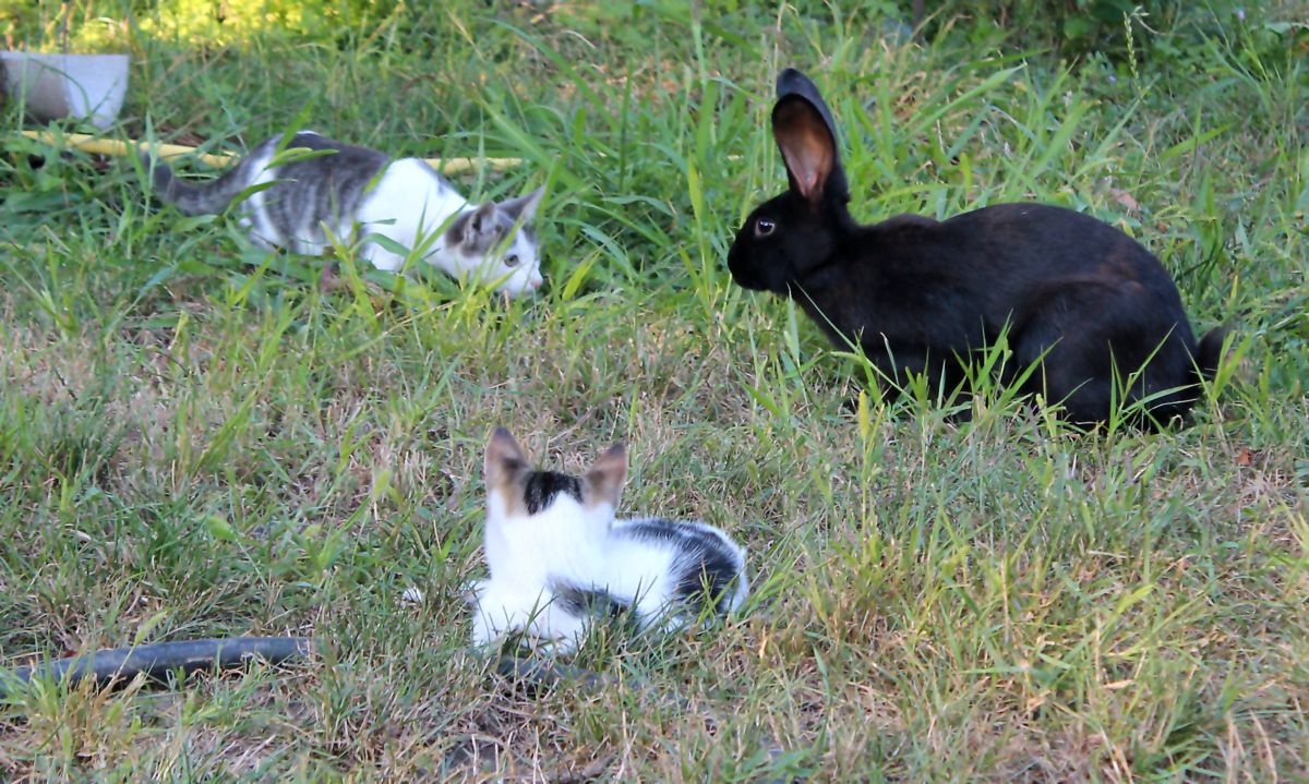 Für den Moment vor dem Angriff.