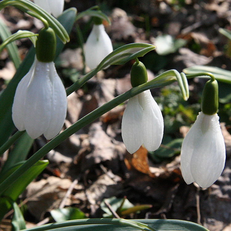 Der Frühling ist gekommen
