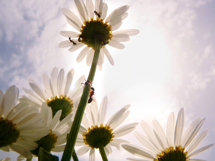 Über wie alle Ansturm auf die Sonne