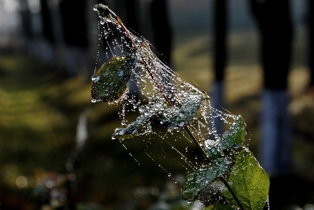 Filamente in Kristall regen