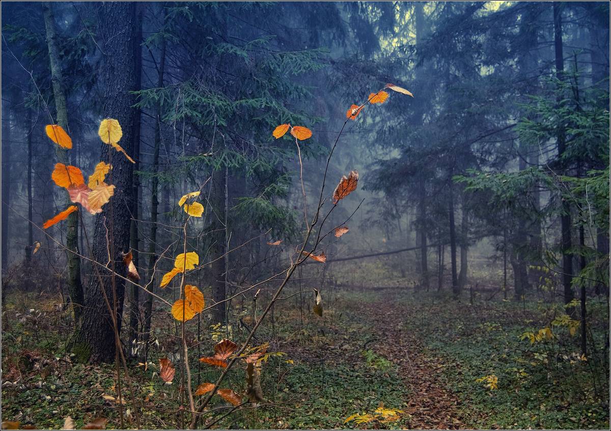 Spaziergang im Wald ...