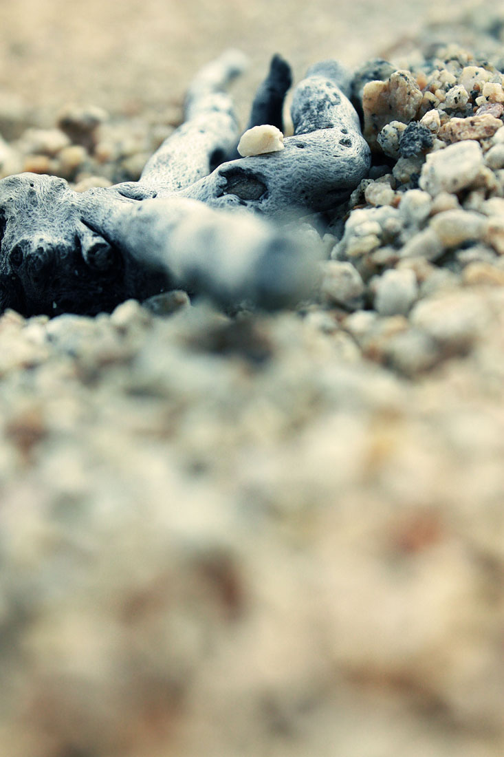 Kraken geworfen Land toten Kraken ...