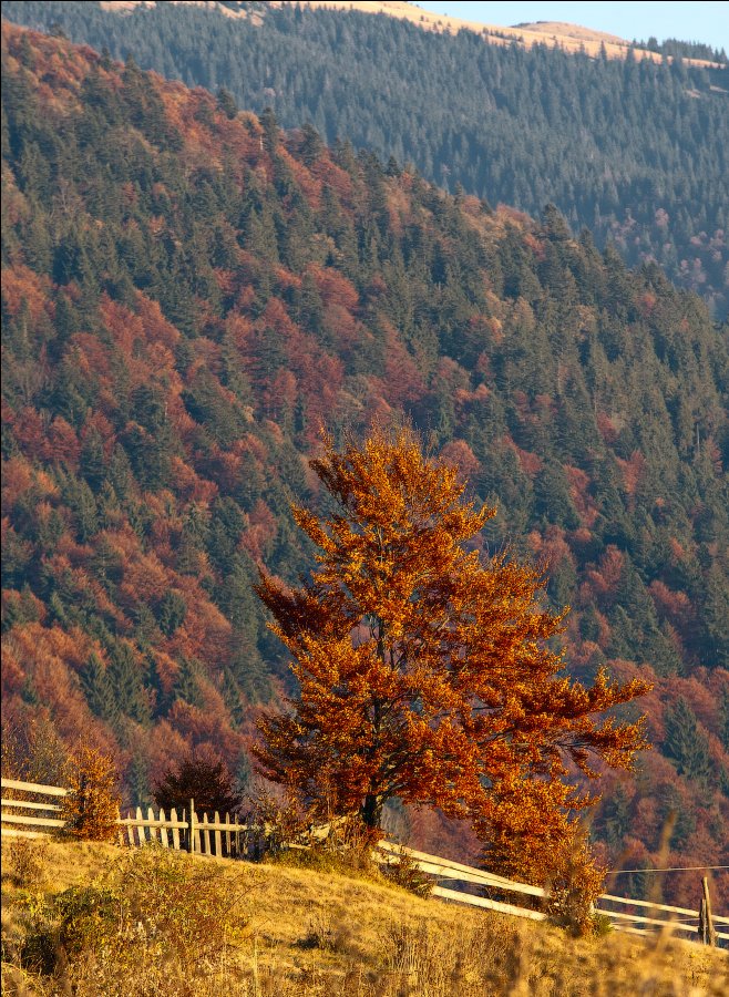 ... Gold Blätter ...