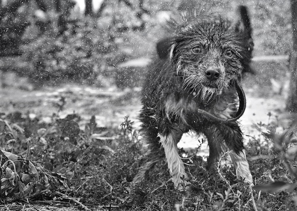 Hüten Sie sich vor doggie Dusche - entlassen!