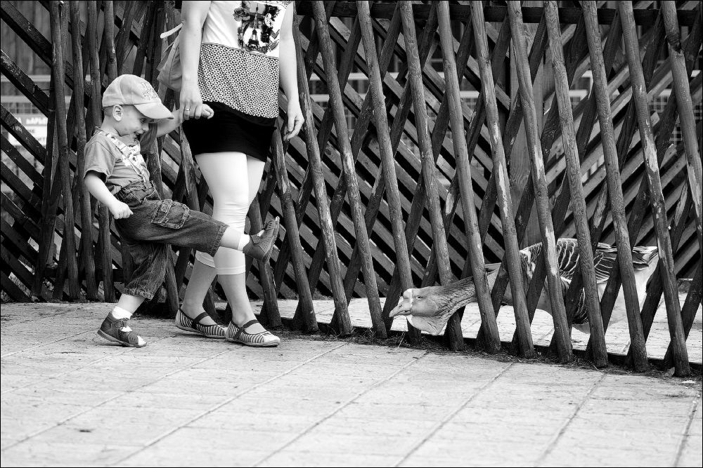 Über den Bully und der kleine alte Gans