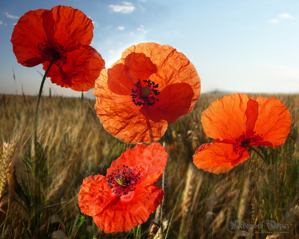 Eine Sonne und eine Blume