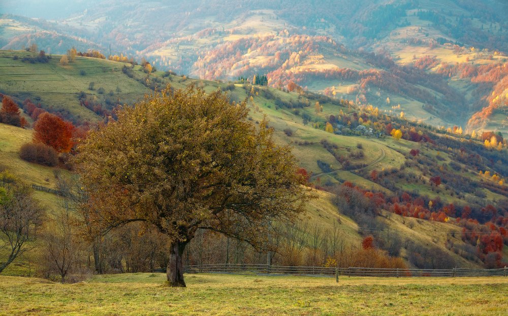 Über dem Apfelbaum ......