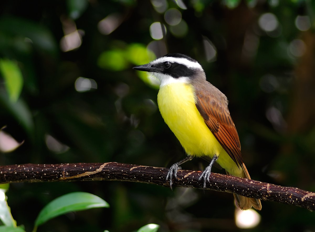 Great kiskadee