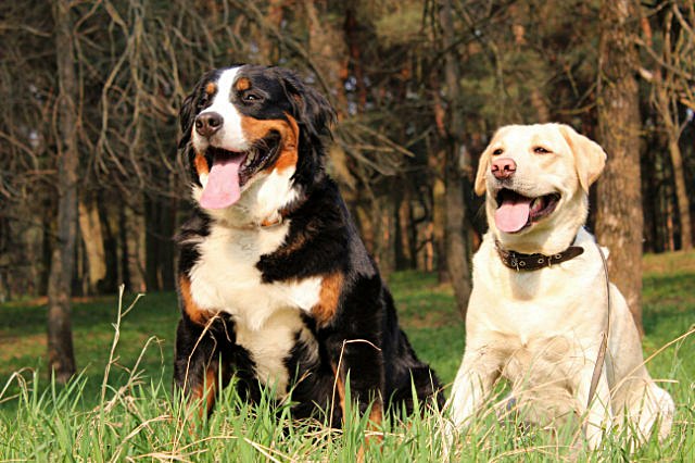 Vita Valenskiya Gwen Blade, Lima