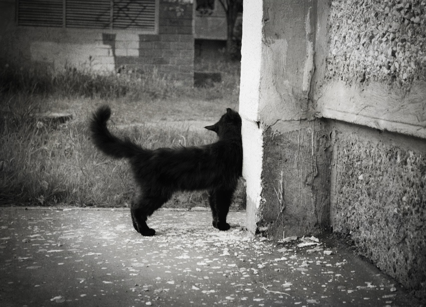 wenn niemand da ist Streicheln