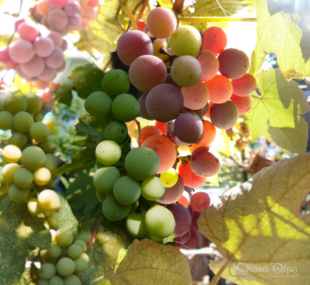 Metamorphose der Reifung