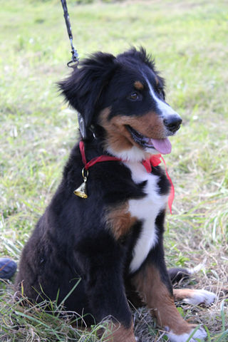 Kleine Zennenhundik))))