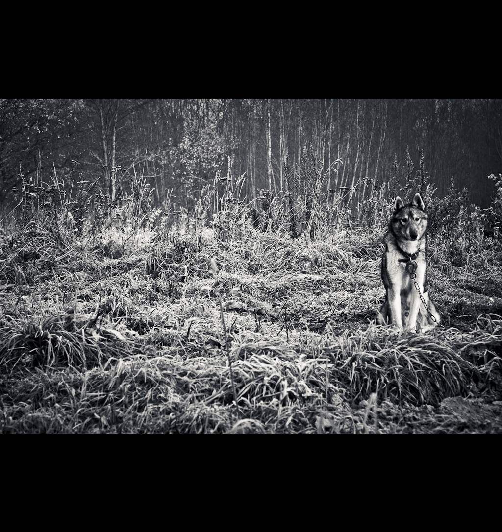 sabaki wie ein Wolf, Husky, oder einfach