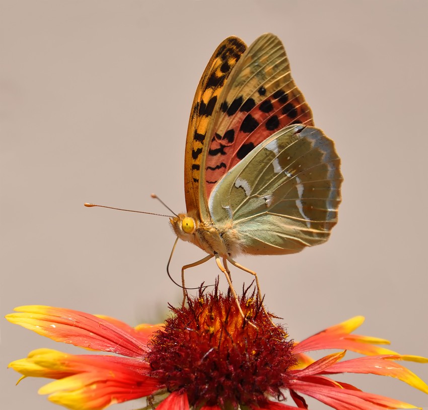 Porträt eines klassischen ...