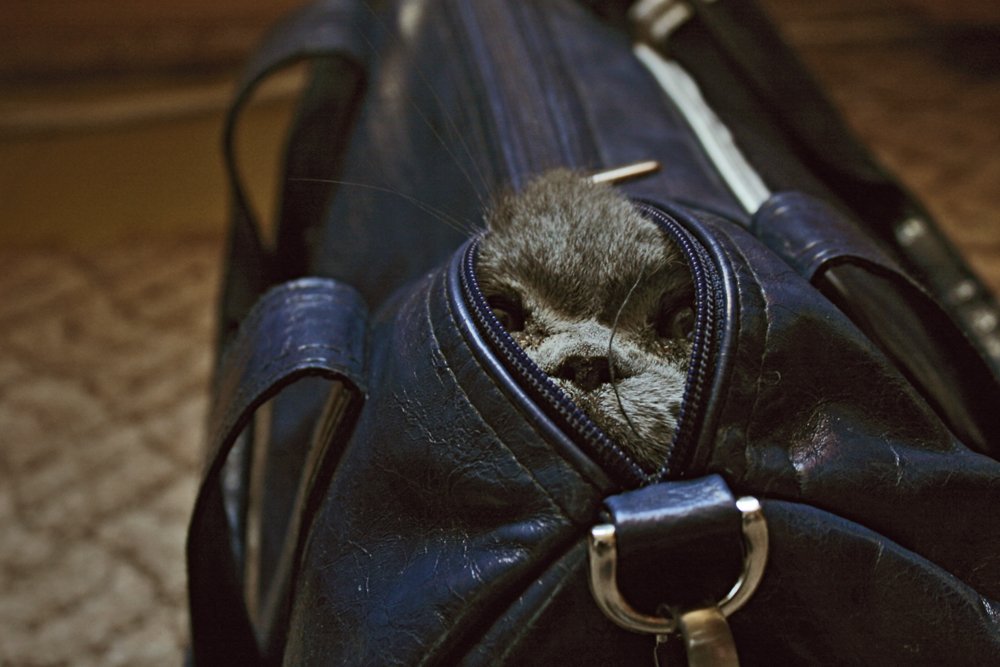 unter dem Deckmantel