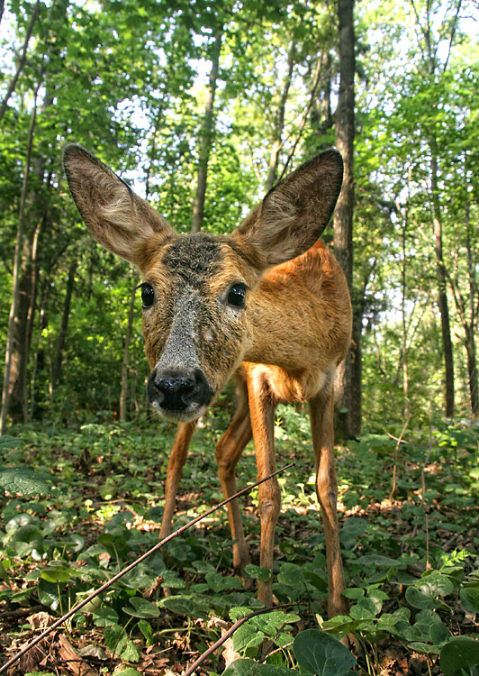 Ein wildes Tier ... )))