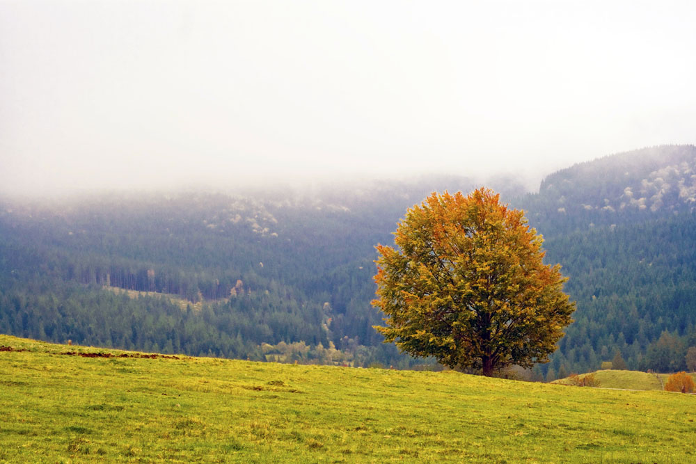 Karpatskaya Voseny. Dreva