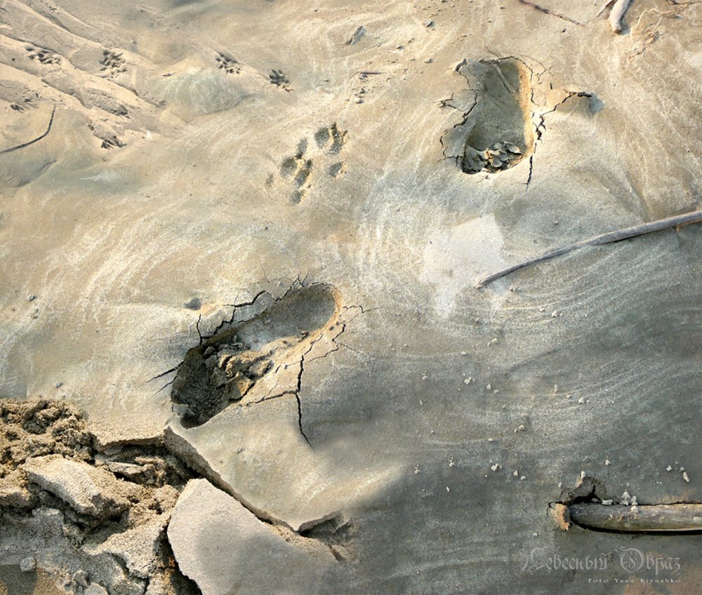 Die Schwere der Gangart