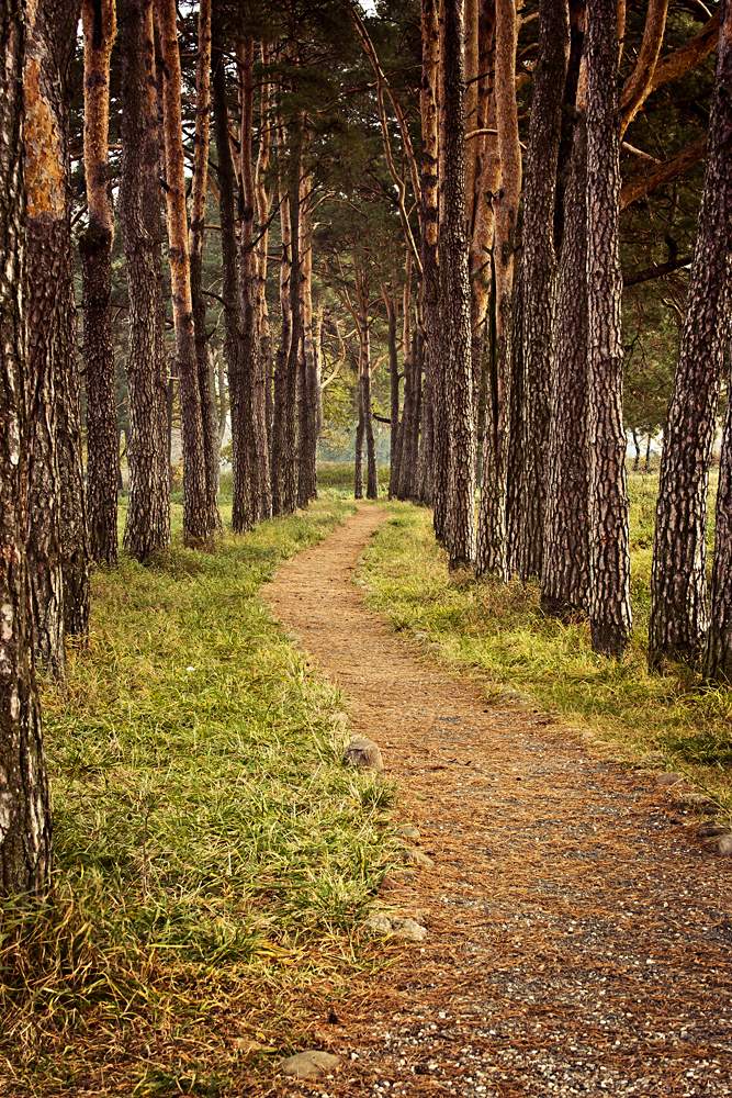 Unter den alten Stämmen von festen ...