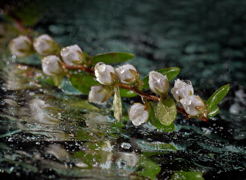 Ein einsamer Zweig auf dem Asphalt.