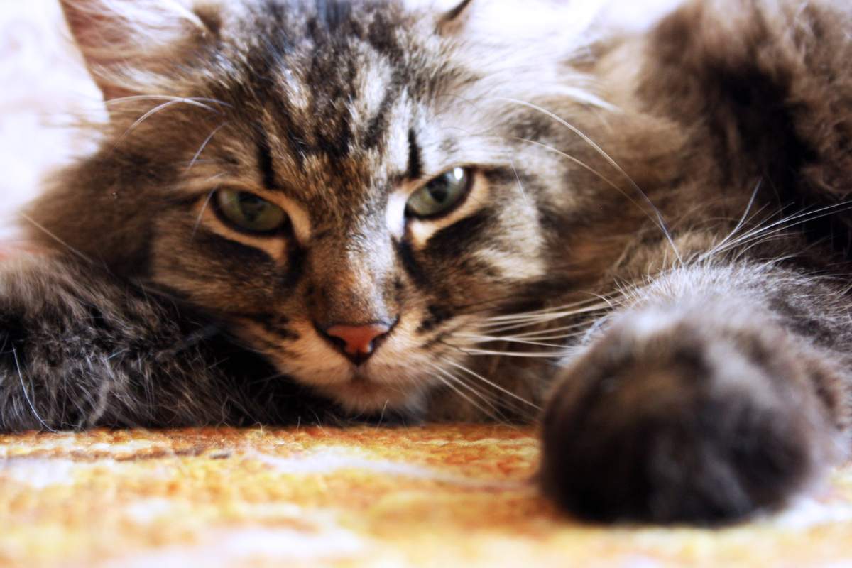 Meine Lieblings-Katze ^ ^