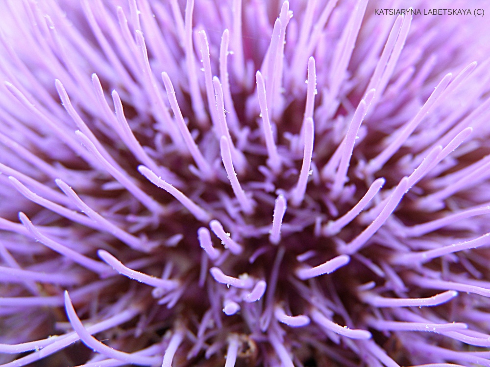 Adlyustravanne Seelen chalaveka