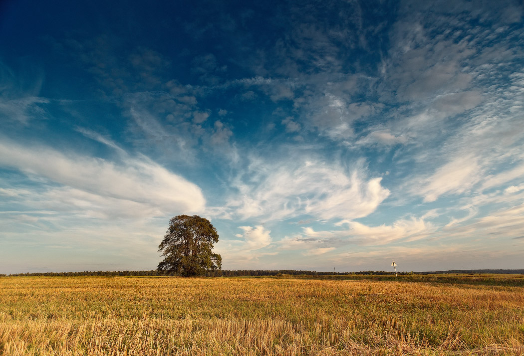 On August vileyschine