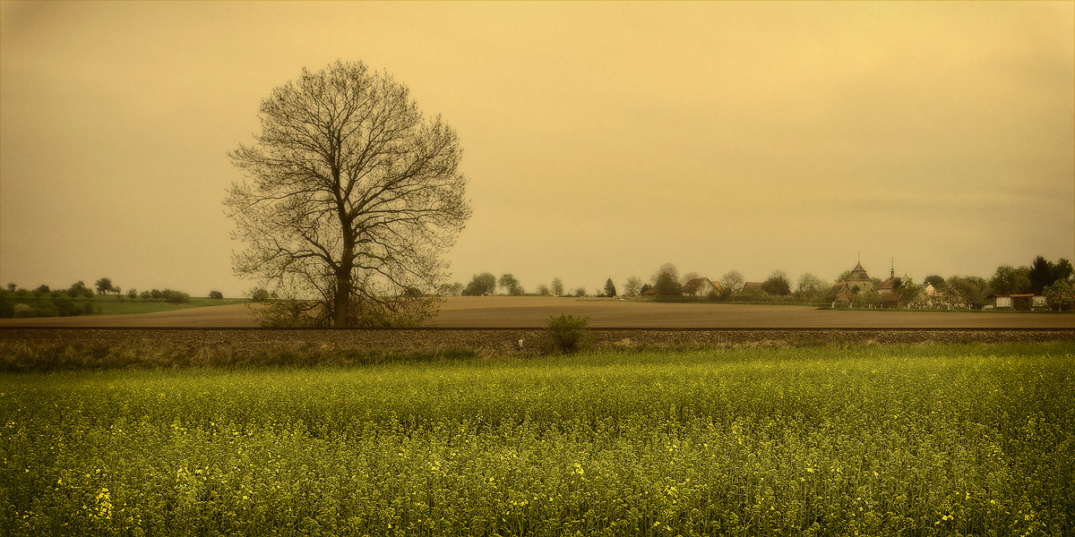 von einem einsamen Baum neben der Straße