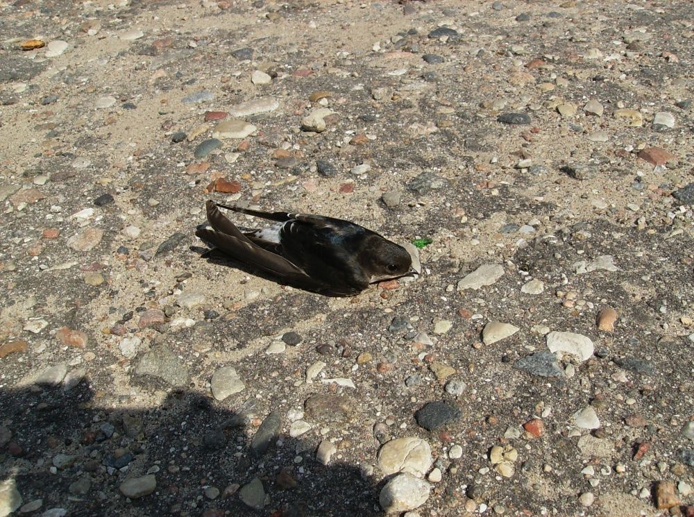 Vogel, der niemand half!