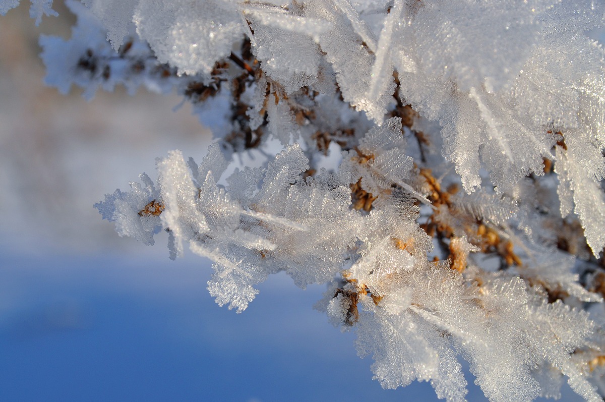 Eine zerbrechliche Silver Frost ...