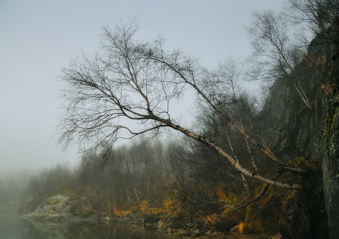 Sie wachsen Birken ...