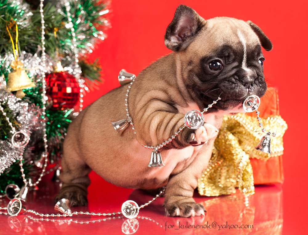 "Und das ist, warum nicht eine Girlande hängen?"